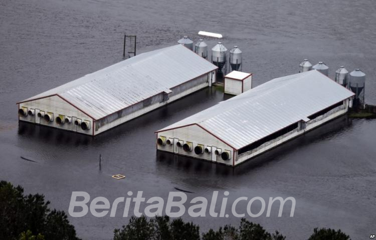 Beritabali.com